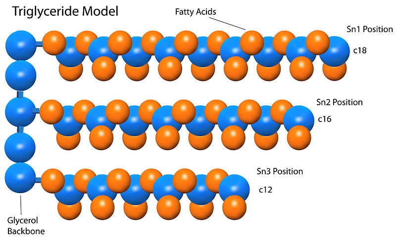 What is the Difference Between Triacylglycerol and Triglyceride