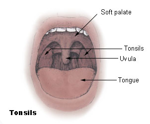 Difference between Epiglottis and Uvula