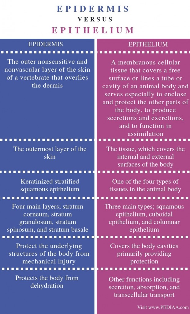 What is the Difference Between Epidermis and Epithelium - Pediaa.Com