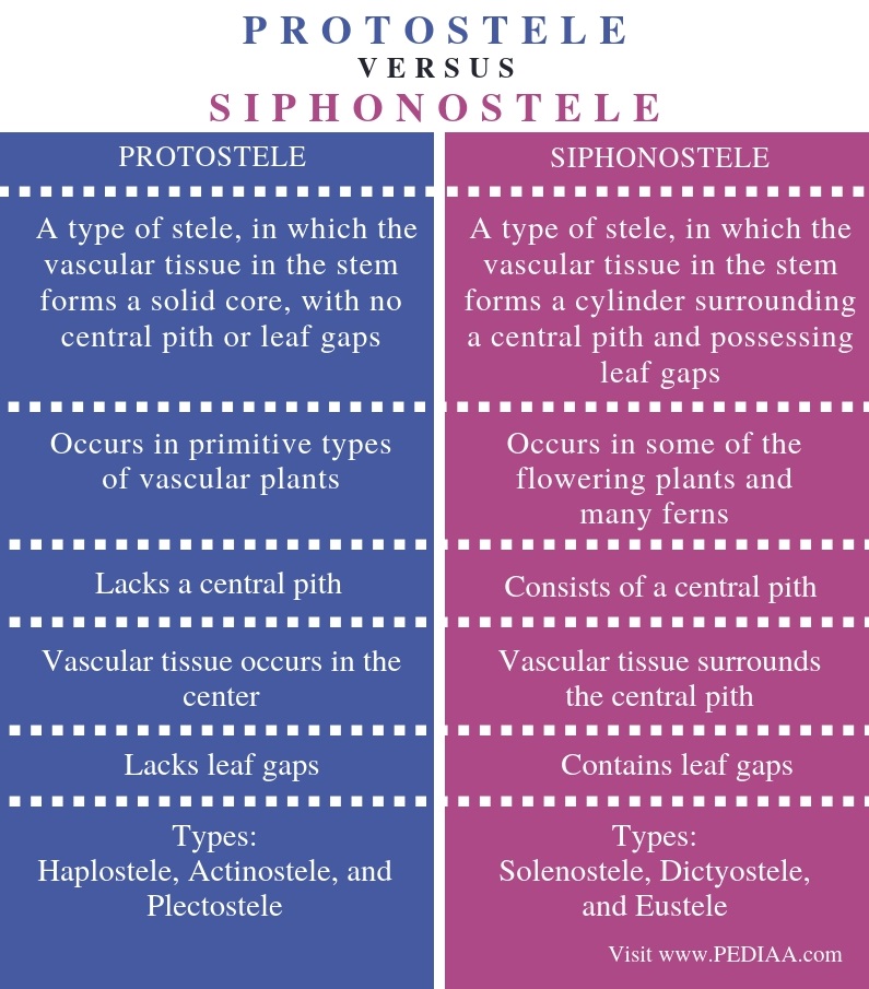 Difference Between Protostele and Siphonostele - Comparison Summary