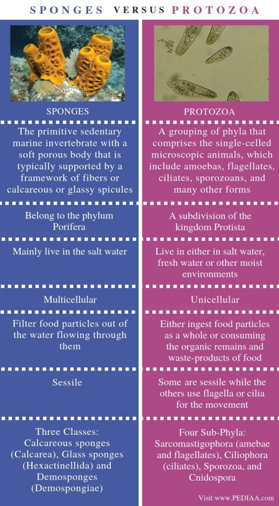 What is the Difference Between Sponges and Protozoa