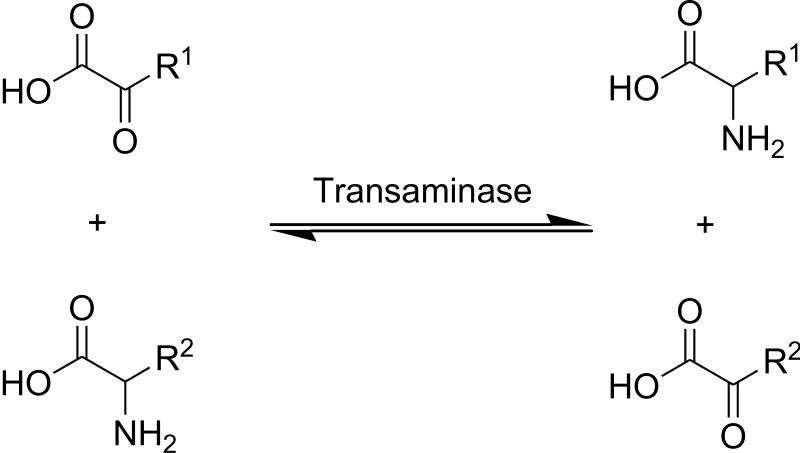 Difference Between Transamination and Deamination
