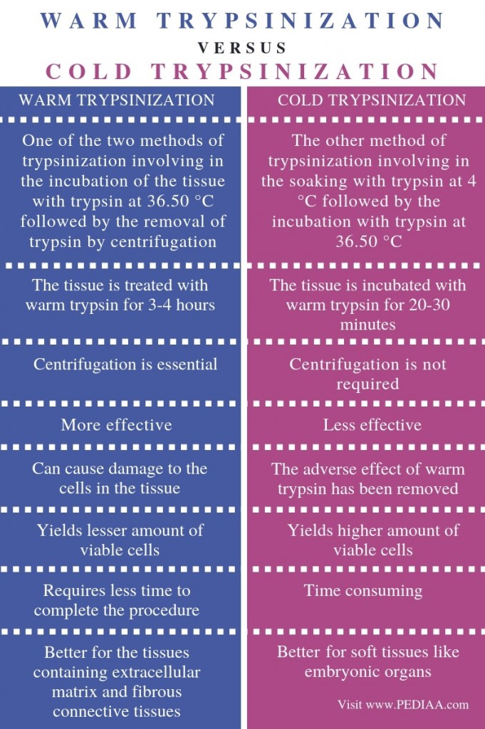 What is the Difference Between Warm and Cold Trypsinization