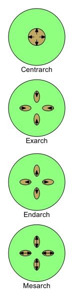 Difference Between Endarch and Exarch