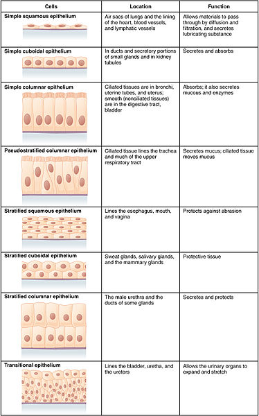 What Is The Difference Between Epidermis And Epithelium Pediaa