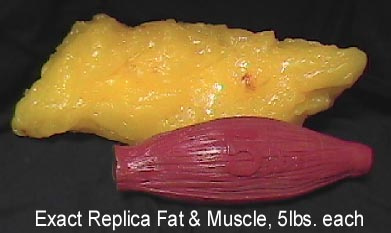 What is the Difference Between Fat and Muscle