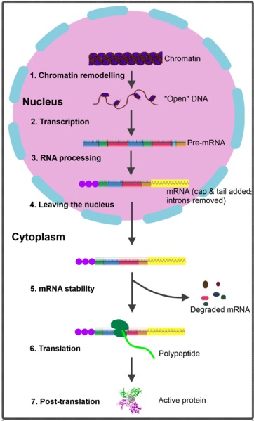 What is the Difference Between Gene Expression and Gene Regulation