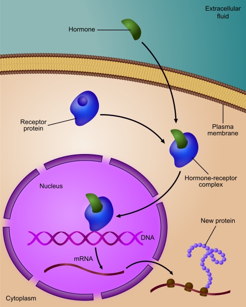 Difference Between Gene Expression and Gene Regulation