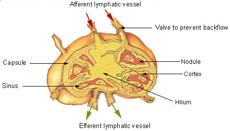What is the Difference Between Lymph Node and Spleen