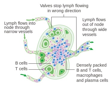 What is the Difference Between Lymph Node and Spleen - Pediaa.Com