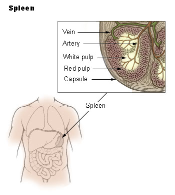 Main Difference - Lymph Node and Spleen