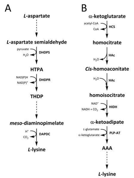 What is the Difference Between Lysine and L Lysine - Pediaa.Com