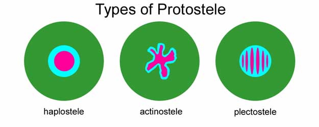 What is the Difference Between Protostele and Siphonostele