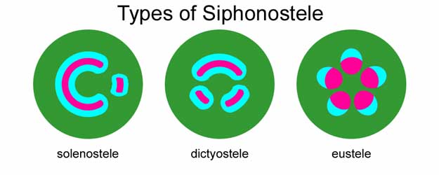 Difference Between Protostele and Siphonostele