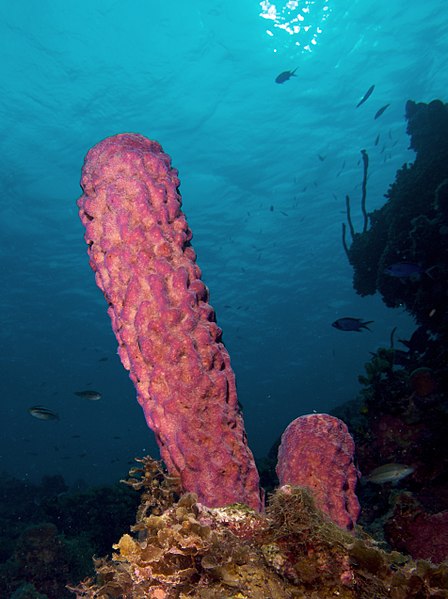 What is the Difference Between Sponges and Protozoa