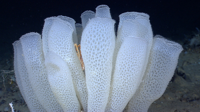 Difference Between Sponges and Protozoa