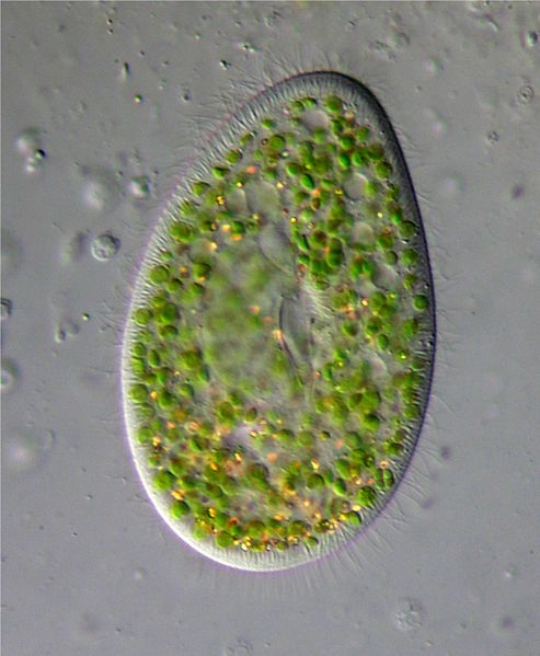 Main Difference - Sponges and Protozoa