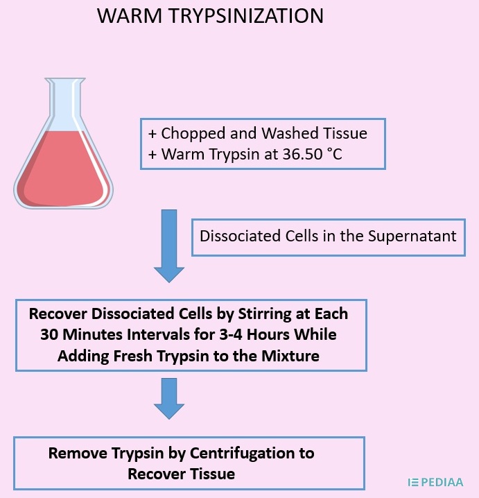 What is the Difference Between Warm and Cold Trypsinization 