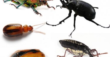 Difference Between a Bug and a Beetle