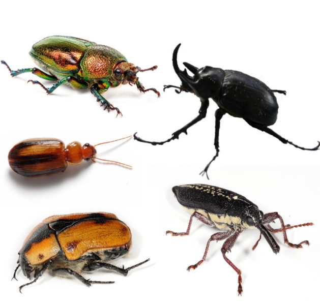 beetle-bug