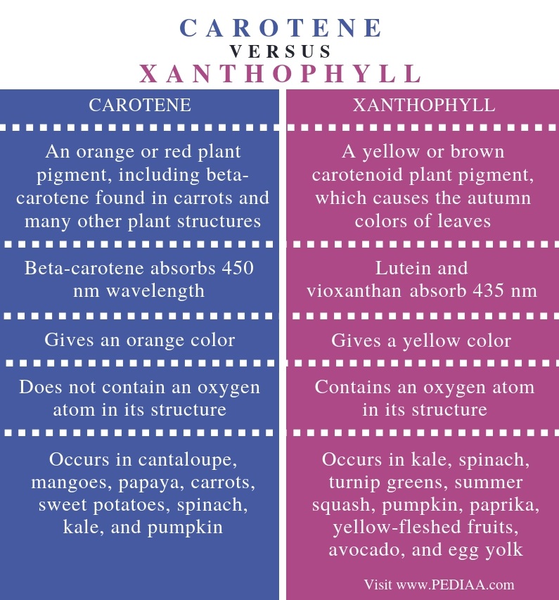 What is the Difference Between Carotene and Xanthophyll