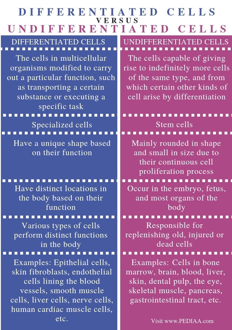 what-is-the-difference-between-differentiated-and-undifferentiated