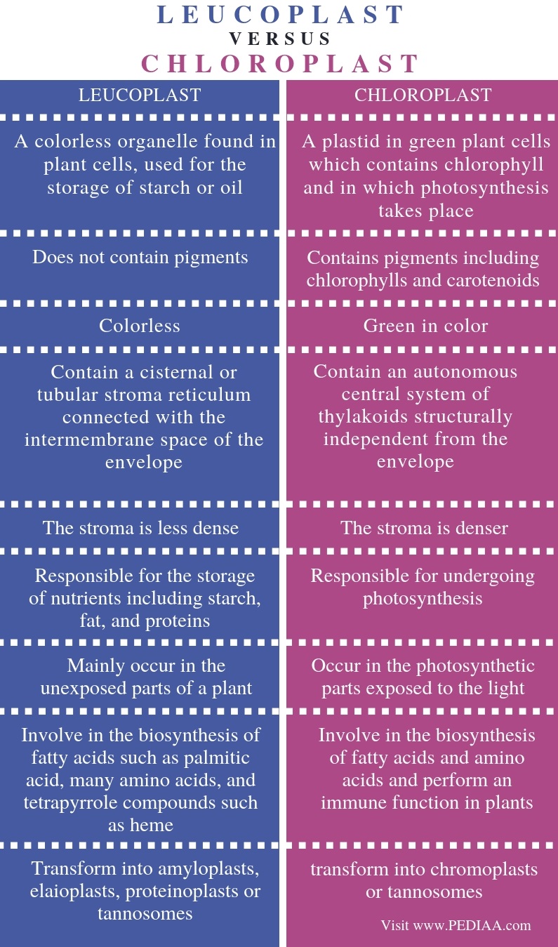 What is the Difference Between Leucoplast and Chloroplast - Pediaa.Com