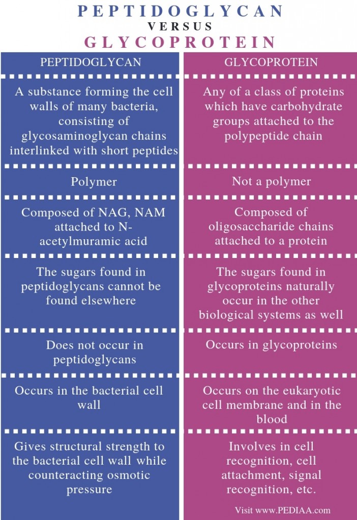 What is the Difference Between Peptidoglycan and Glycoprotein