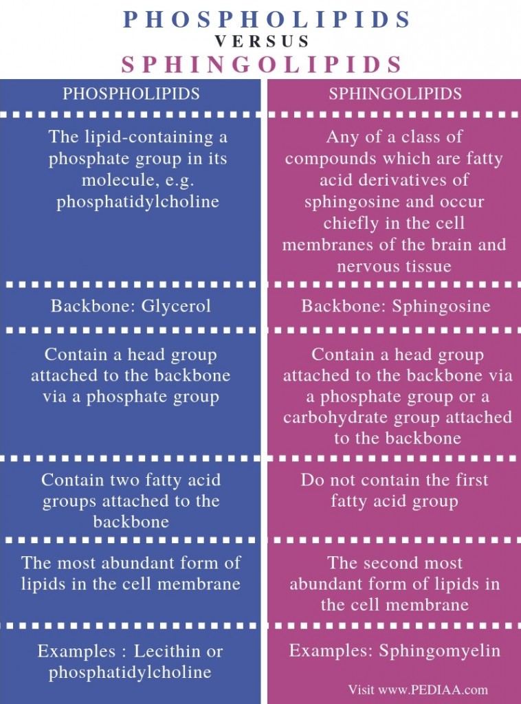 What is the Difference Between Phospholipids and Sphingolipids