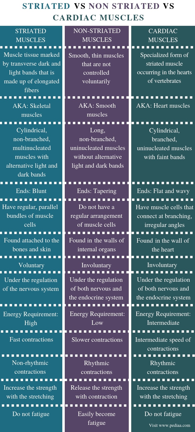 what-is-the-difference-between-striated-non-striated-and-cardiac