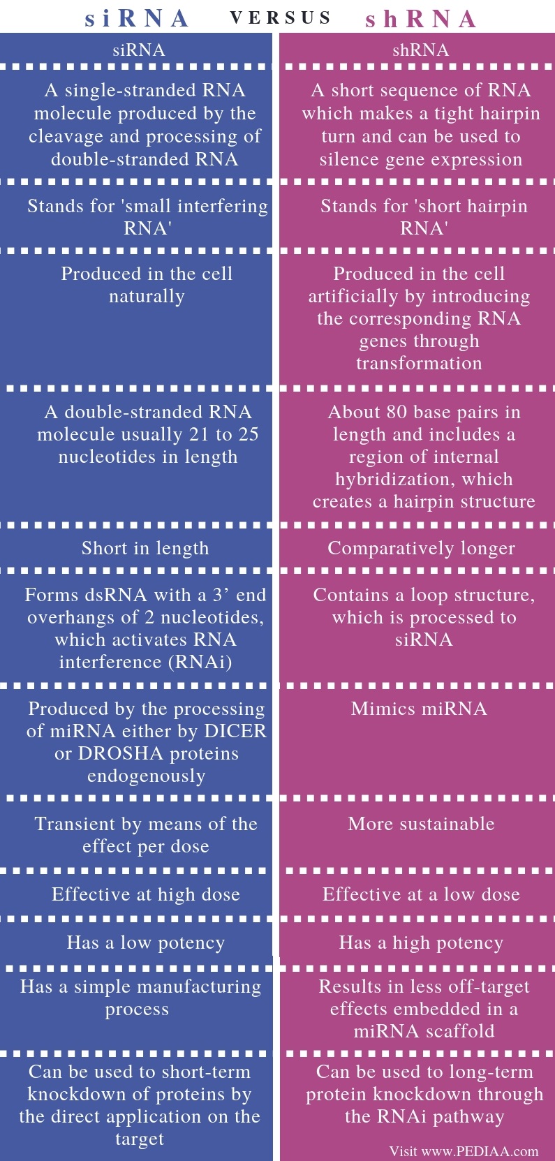 Difference Between siRNA and shRNA - Comparison Summary