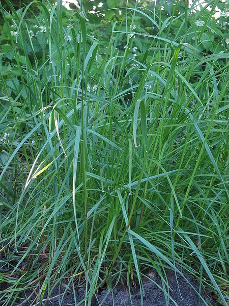 Difference Between Annual and Perennial Ryegrass