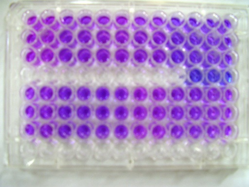 Difference Between Content Uniformity and Assay