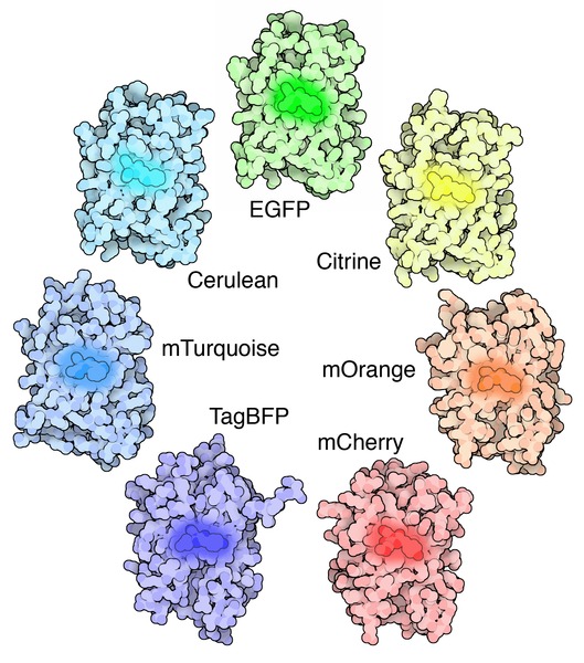 What Is The Difference Between GFP And YFP 