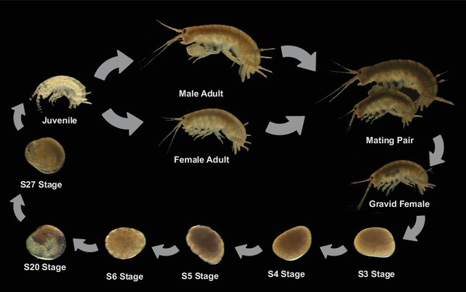 what-is-the-difference-between-growth-and-development-in-biology