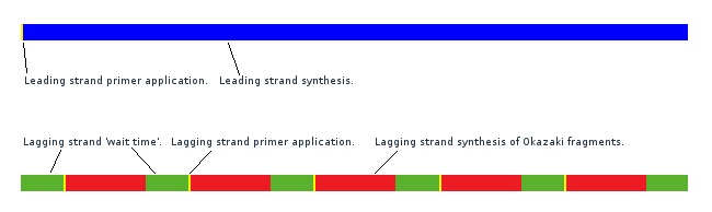 What is the Difference Between Leading and Lagging Strand