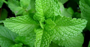 What is the Difference Between Mint and Menthol