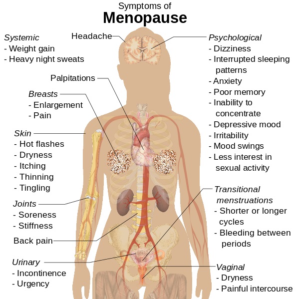 What Is The Difference Between Perimenopause And Menopause Pediaa Com