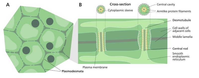 What is the Difference Between Plasmodesmata and Desmotubule - Pediaa.Com