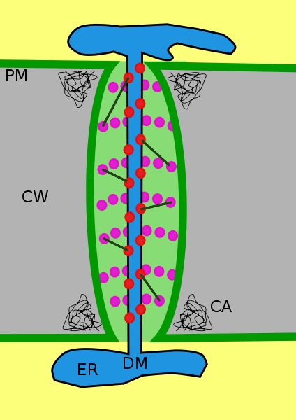 Difference Between Plasmodesmata and Desmotubule