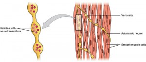 What is the Difference Between Striated Non Striated and Cardiac ...