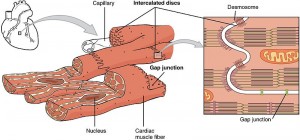 What is the Difference Between Striated Non Striated and Cardiac ...