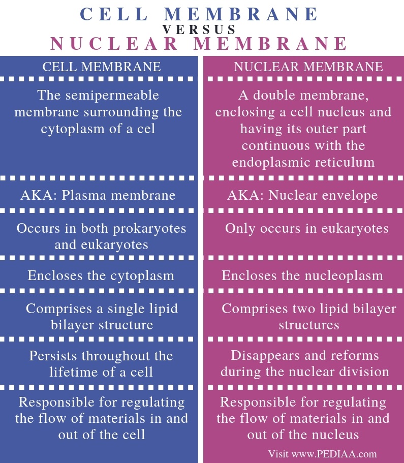 Difference Between Cell Membrane and Nuclear Membrane - Comparison Summary