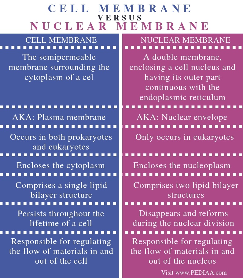 what-is-the-difference-between-cell-membrane-and-nuclear-membrane