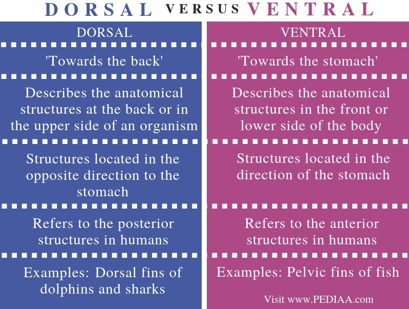 What is the Difference Between Dorsal and Ventral - Pediaa.Com