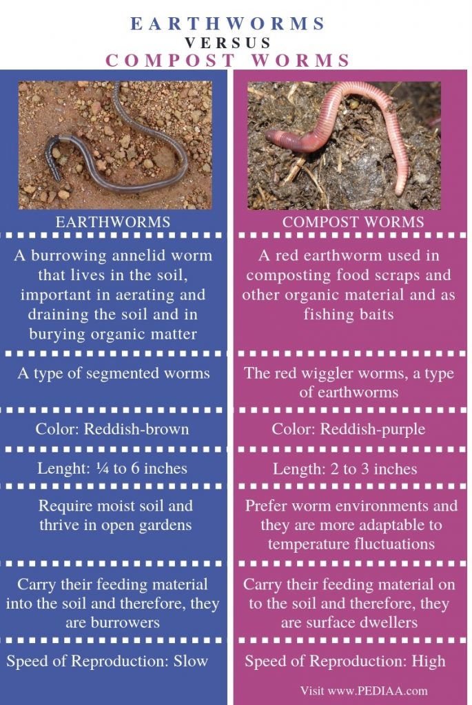 what-is-the-difference-between-earthworms-and-compost-worms-pediaa-com