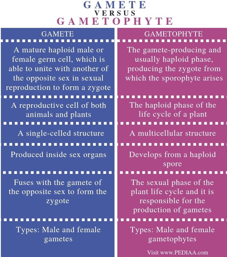 what-is-the-difference-between-gamete-and-gametophyte-pediaa-com