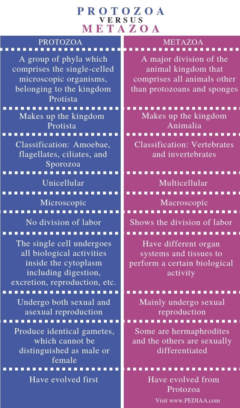 What is the Difference Between Protozoa and Metazoa - Pediaa.Com