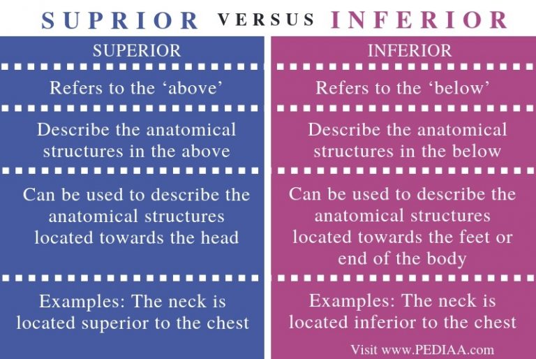 what-is-the-difference-between-superior-and-inferior-in-anatomy