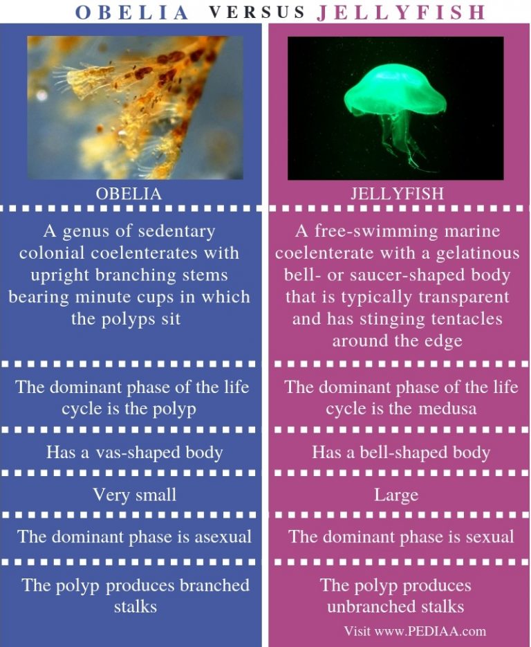 What are the Structural Differences Between Obelia and Jelly Fish